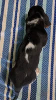 AKC Jerron, a male Basset Hound for sale in Fredericksburg, TX – 5 of 5