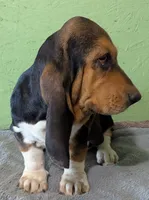 AKC Hailey, a female Basset Hound for sale in Fredericksburg, TX – 4 of 8