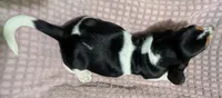 AKC Chrissy, a female Basset Hound for sale in Fredericksburg, TX – 5 of 5