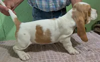 AKC Nadine HOLD, a female Basset Hound for sale in Fredericksburg, TX – 3 of 5