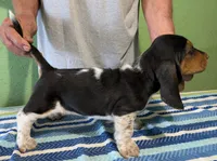 AKC Jerron, a male Basset Hound for sale in Fredericksburg, TX – 4 of 5