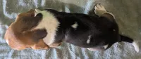 AKC Janae, a female Basset Hound for sale in Fredericksburg, TX – 4 of 5
