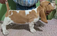 AKC Delta, a female Basset Hound for sale in Fredericksburg, TX – 4 of 5