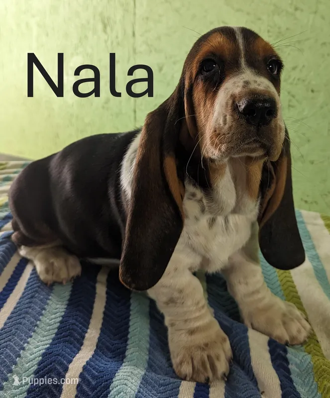 AKC Nala
