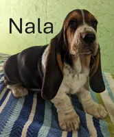 AKC Nala, a female Basset Hound for sale in Fredericksburg, TX – Photo 1 of 4