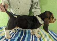 AKC Nala, a female Basset Hound for sale in Fredericksburg, TX – Photo 3 of 4