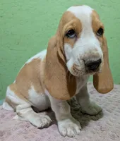AKC Delilah, a female Basset Hound for sale in Fredericksburg, TX – 2 of 5