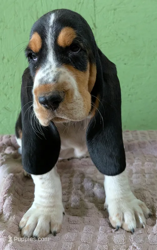 AKC Nolan – Basset Hound puppy for sale in Fredericksburg, TX