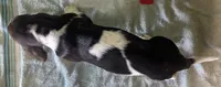 AKC Jelena, a female Basset Hound for sale in Fredericksburg, TX – 5 of 5