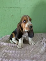 AKC Nori, a female Basset Hound for sale in Fredericksburg, TX – 3 of 6