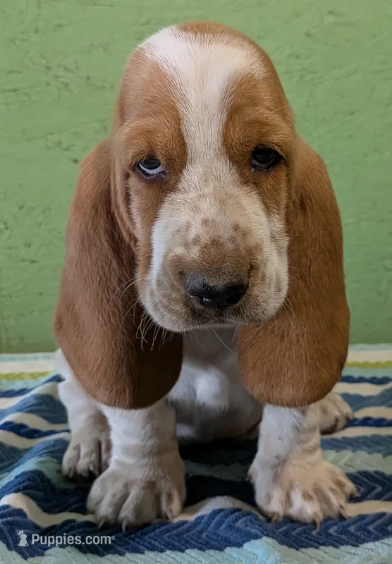 AKC Joby – Basset Hound puppy for sale in Fredericksburg, TX