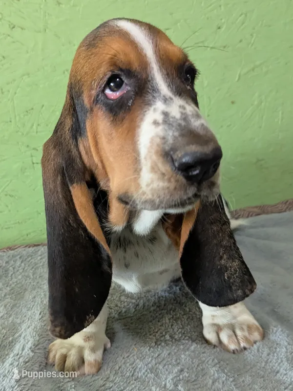 AKC Jelena – Basset Hound puppy for sale in Fredericksburg, TX