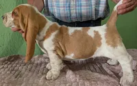 AKC Norris, a male Basset Hound for sale in Fredericksburg, TX – 3 of 5