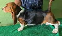 AKC Dalton, a male Basset Hound for sale in Fredericksburg, TX – Photo 4 of 4