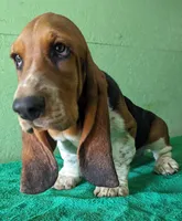 AKC Dalton, a male Basset Hound for sale in Fredericksburg, TX – Photo 1 of 4