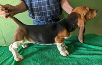 AKC Dalton, a male Basset Hound for sale in Fredericksburg, TX – Photo 3 of 4