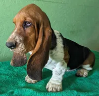 AKC Dalton, a male Basset Hound for sale in Fredericksburg, TX – Photo 2 of 4