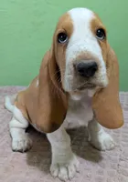 AKC Delta, a female Basset Hound for sale in Fredericksburg, TX – 1 of 5