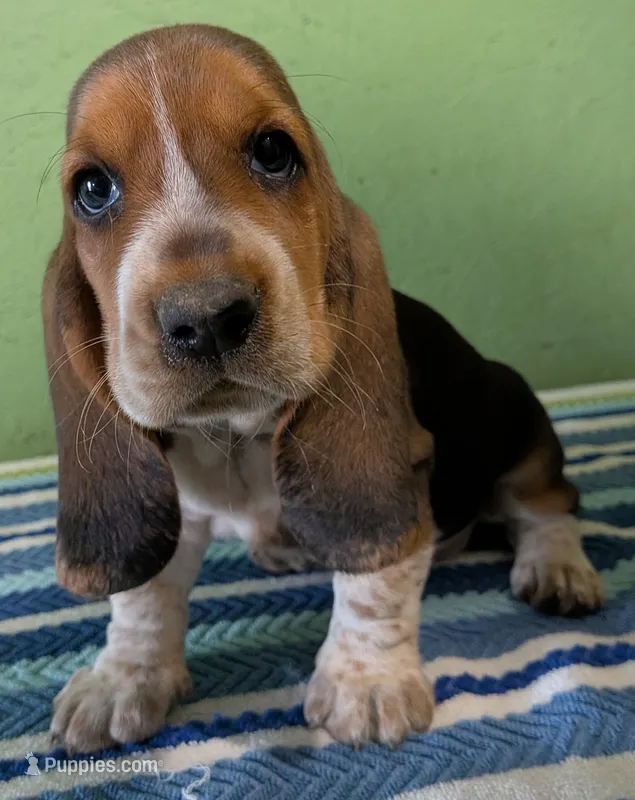AKC Jodie, a female Basset Hound for sale in Fredericksburg, TX – 1 of 5