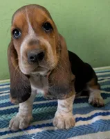 AKC Jodie, a female Basset Hound for sale in Fredericksburg, TX – 1 of 5