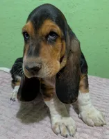 AKC Dempsey HOLD, a male Basset Hound for sale in Fredericksburg, TX – 2 of 5
