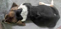AKC Kenzo, a male Basset Hound for sale in Fredericksburg, TX – 6 of 6