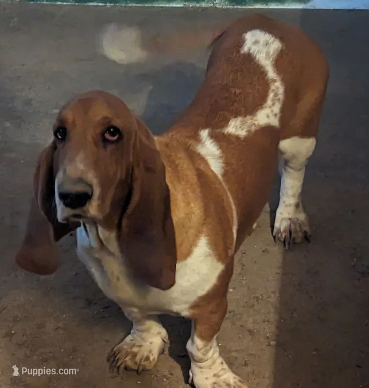 AKC August Dixie Pups – Basset Hound puppy for sale in Fredericksburg, TX