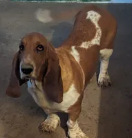 AKC August Dixie Pups, a female Basset Hound for sale in Fredericksburg, TX – 1 of 1