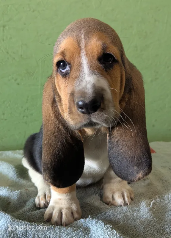 AKC Tangie – Basset Hound puppy for sale in Fredericksburg, TX