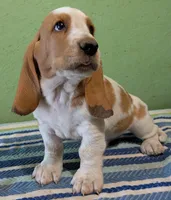 AKC Rolli, a male Basset Hound for sale in Fredericksburg, TX – 2 of 5
