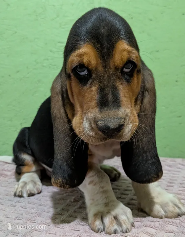 AKC Dempsey HOLD – Basset Hound puppy for sale in Fredericksburg, TX