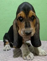 AKC Dempsey HOLD, a male Basset Hound for sale in Fredericksburg, TX – 1 of 5