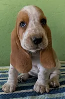 AKC Jinka, a female Basset Hound for sale in Fredericksburg, TX – 2 of 5