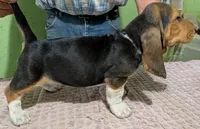 AKC Dewberry, a female Basset Hound for sale in Fredericksburg, TX – 4 of 6