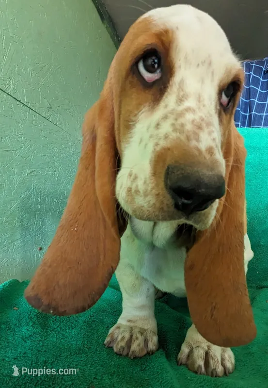AKC Dana  – Basset Hound puppy for sale in Fredericksburg, TX