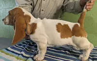 AKC Dana Pending Hold, a female Basset Hound for sale in Fredericksburg, TX – Photo 2 of 4