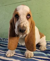 AKC Dana Pending Hold, a female Basset Hound for sale in Fredericksburg, TX – Photo 1 of 4