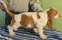 AKC Dana Pending Hold, a female Basset Hound for sale in Fredericksburg, TX – Photo 3 of 4