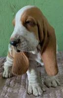 AKC Norris, a male Basset Hound for sale in Fredericksburg, TX – 2 of 5