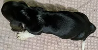 AKC Dudley HOLD, a male Basset Hound for sale in Fredericksburg, TX – 5 of 5
