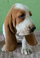 AKC Nutmeg, a female Basset Hound for sale in Fredericksburg, TX – 2 of 5