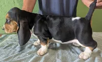 AKC Hailey, a female Basset Hound for sale in Fredericksburg, TX – 5 of 5