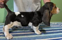 AKC Ranko, a male Basset Hound for sale in Fredericksburg, TX – 3 of 5