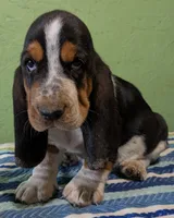 AKC Jagger, a male Basset Hound for sale in Fredericksburg, TX – 2 of 5
