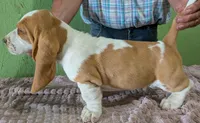 AKC Nox, a male Basset Hound for sale in Fredericksburg, TX – 2 of 5