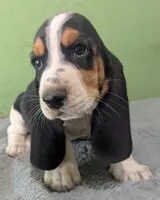 AKC Brantley, a male Basset Hound for sale in Fredericksburg, TX – 3 of 6