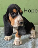 AKC Hope, a female Basset Hound for sale in Fredericksburg, TX – 2 of 6