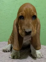 AKC Denali, a male Basset Hound for sale in Fredericksburg, TX – 1 of 5