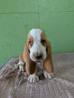 AKC Nox, a male Basset Hound for sale in Fredericksburg, TX – 4 of 5