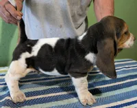 AKC Rico, a male Basset Hound for sale in Fredericksburg, TX – 4 of 5